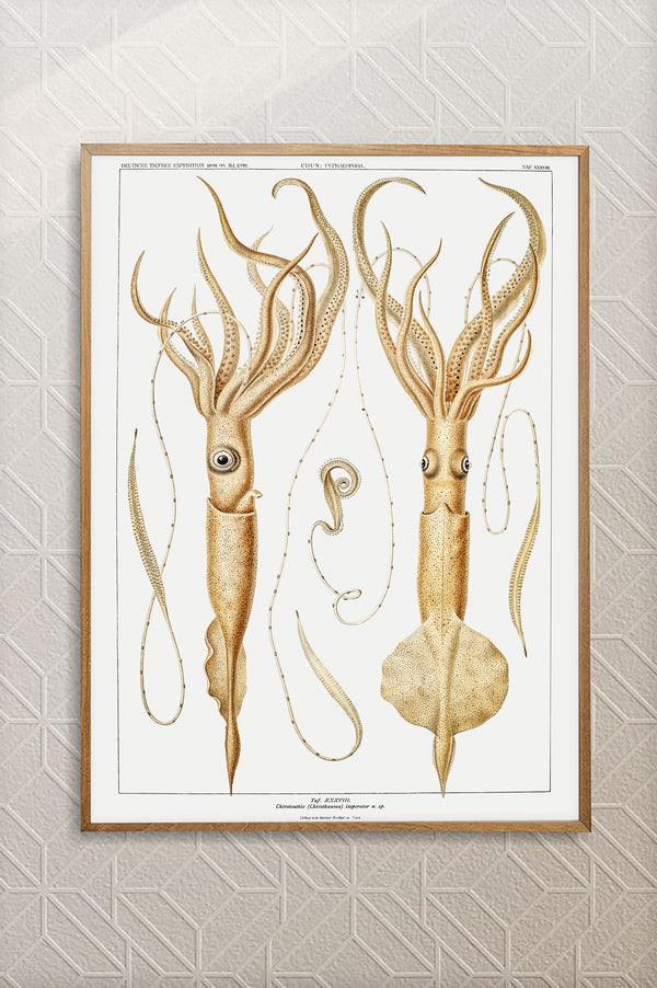 Vintage Wall Art - Genera of Squid Scientific Illustration
